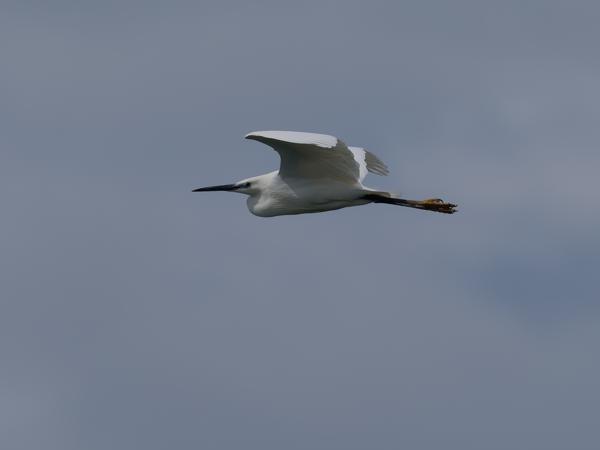 <h3><a href="/trips/extramadura/biota/animalia/chordata/aves/015 pelecaniformes/002 ardeidae/egretta garzetta/egretta garzetta-nl.html">Egretta&nbsp;garzetta</a> / Little&nbsp;egret / Kleine&nbsp;zilverreiger</h3>OM-1 Mark II met OLYMPUS M.150-400mm F4.5, 1/3200 sec  bij F5.6, ISO 200, afstand 73.5&nbsp;m